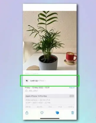 东坡苹果相机维修分享如何使用iPhone相机识别植物和花卉 